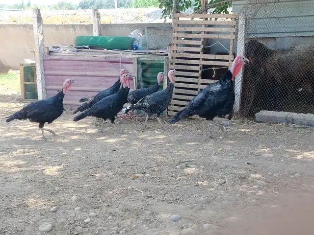 Индюки, Худжанд