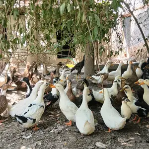 Мургоби, Душанбе