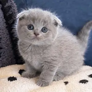 Кошки, Душанбе