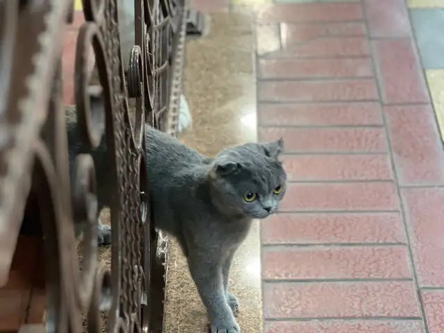 Кошка шотландская, Худжанд - 4