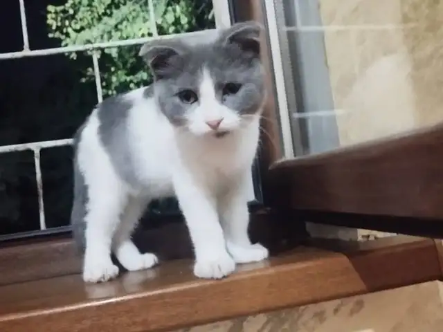 Котята, Душанбе