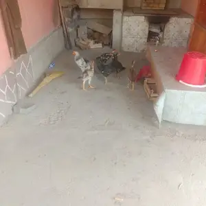 Дакан чуча, Хуҷанд
