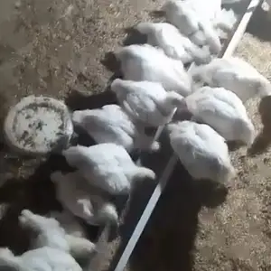 Чучахо, Куляб