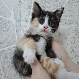 Котенок, Душанбе