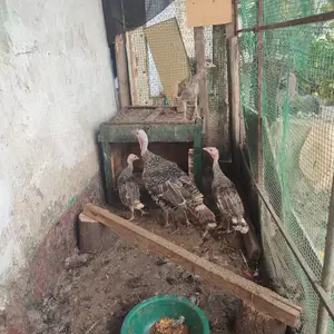 Индюк, Душанбе