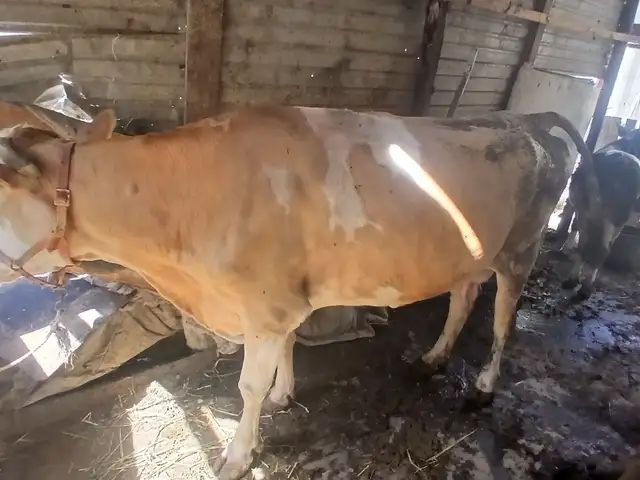 Гови шири, Худжанд