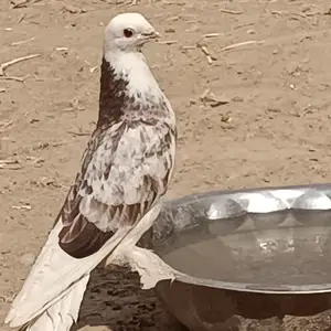 Кафтар, Душанбе