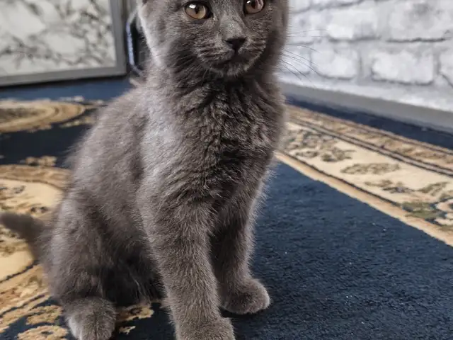 Британская кошка, Душанбе
