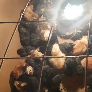 Чуча, Худжанд