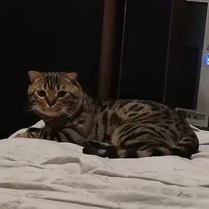 Породистый кот в хорошие руки, Душанбе