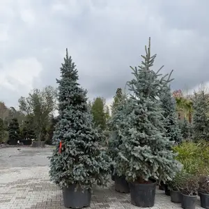 Голубой Ель, Душанбе