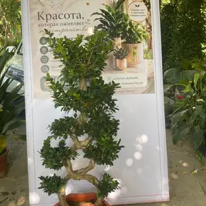 Бансай, Душанбе