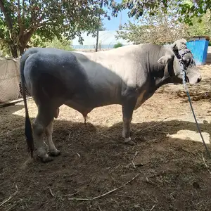 Букаи швед, Вахш