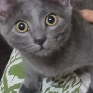 Шотландская кошка, Худжанд