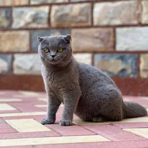 Кошка шотландская, Хуҷанд