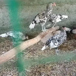 Хурус Чучаи гамбургский, Гиссар