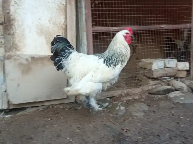 Тухми Брама, Пенджикент