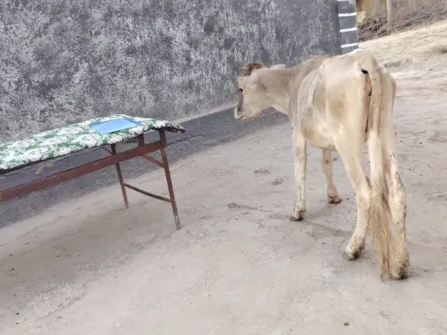 Гуночин, Яван