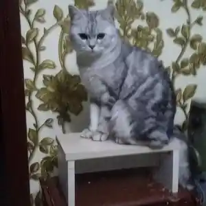 Кот британская шиншилла на взяку, Душанбе