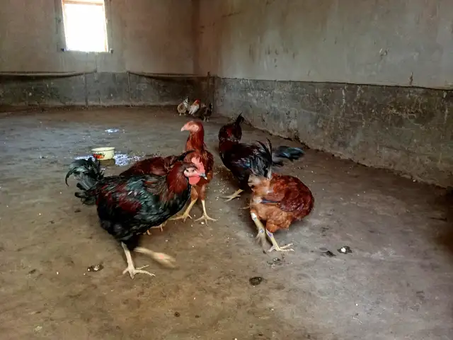 Мург, Ҷалолиддин Балхӣ (Румӣ)