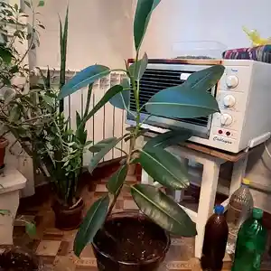 Фикус каучуконосный, Душанбе
