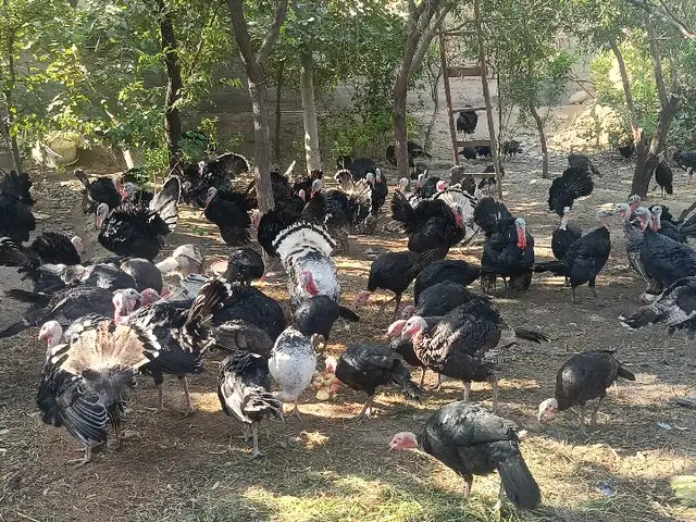 Индюк хурус, Хуҷанд