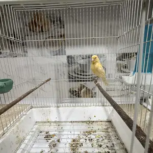 Канарейка нар, Хуҷанд