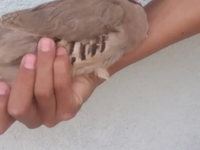 Кабк, Душанбе