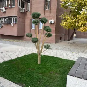Мирта табаки, Душанбе