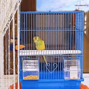 Попугай, Душанбе