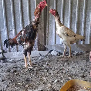 Хурузу мокиён, Душанбе