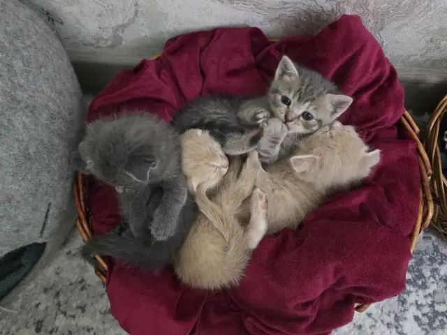 Шотландские котята, Худжанд