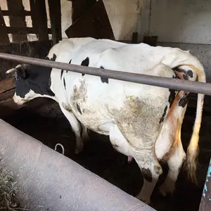 Гов, Худжанд