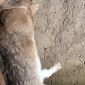 Харгӯши модда, Пенджикент