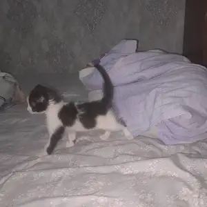 Котята, Худжанд