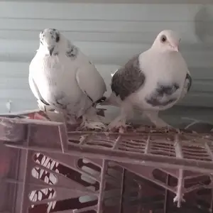 Кафтар, Душанбе