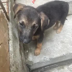 Саги овчарка, Душанбе