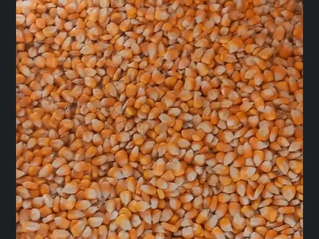 Чирмака, Бобоҷон Ғафуров