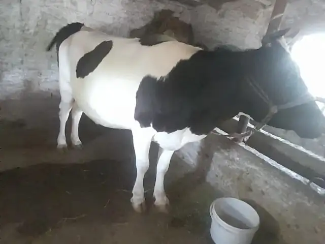 Гови ширте, Турсунзаде