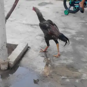 Чуча, Душанбе