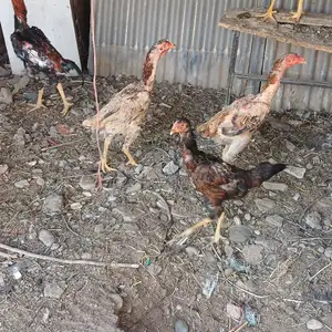 Дакан мокиён, Турсунзаде