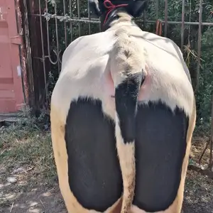 Букахои зоти алох сахроги, Худжанд