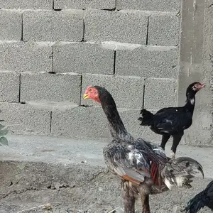Даканг, Конибодом