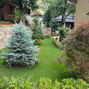 Голубая ель, Душанбе