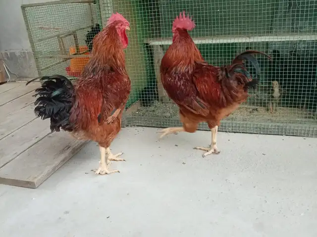 Хурус, Худжанд