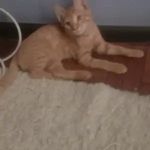 Кошка даром, Душанбе