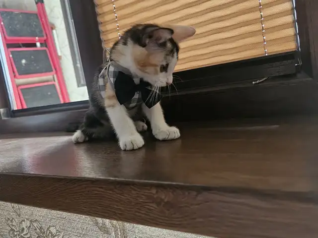 Котенок даром, Душанбе