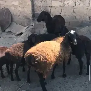 Гусфандхо, Душанбе