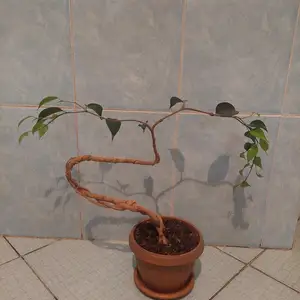Бонсай из фикуса Бенжамина, Душанбе