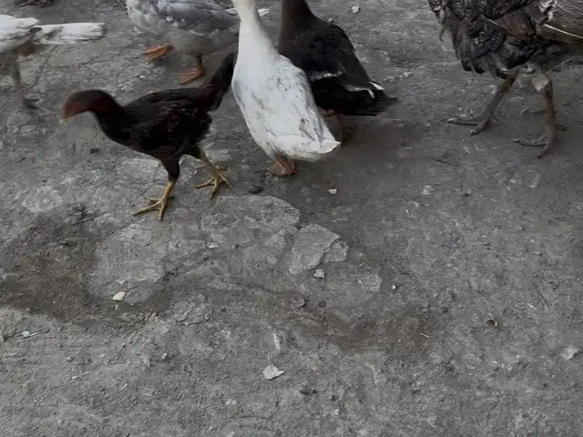 Индюки, Файзобод